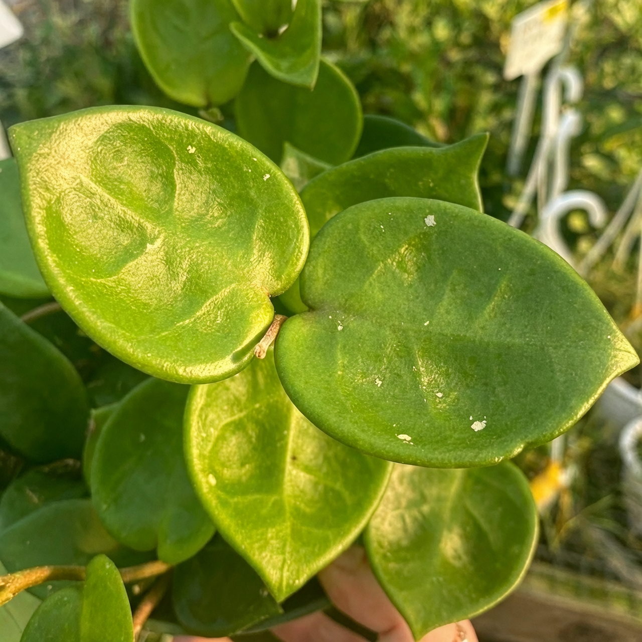 室内绿意：如何将球兰融入家居设计