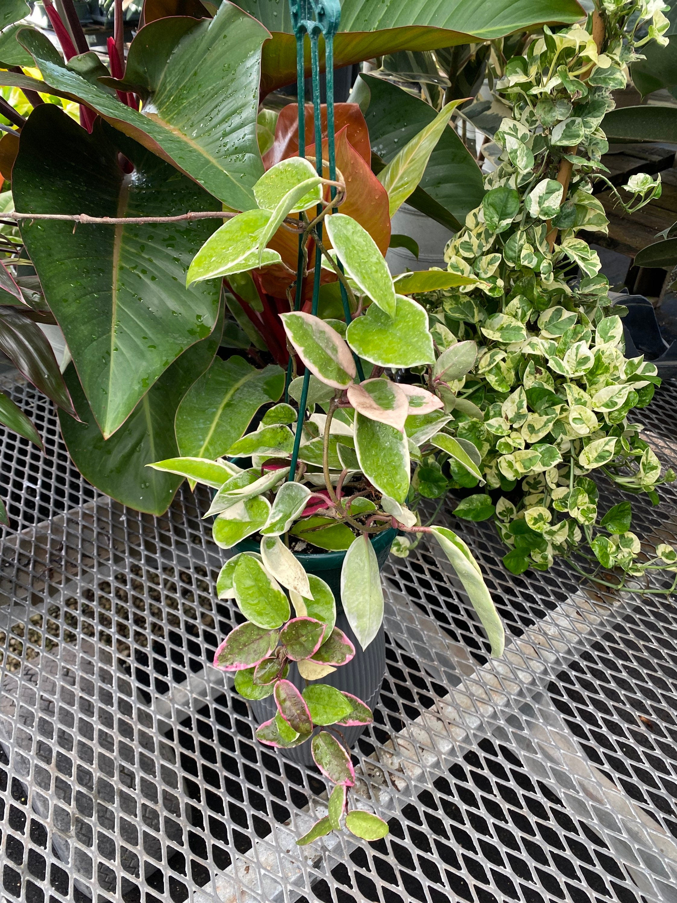 hoya carnosa hanging basket window