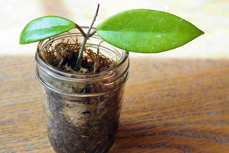 hoya rooting process