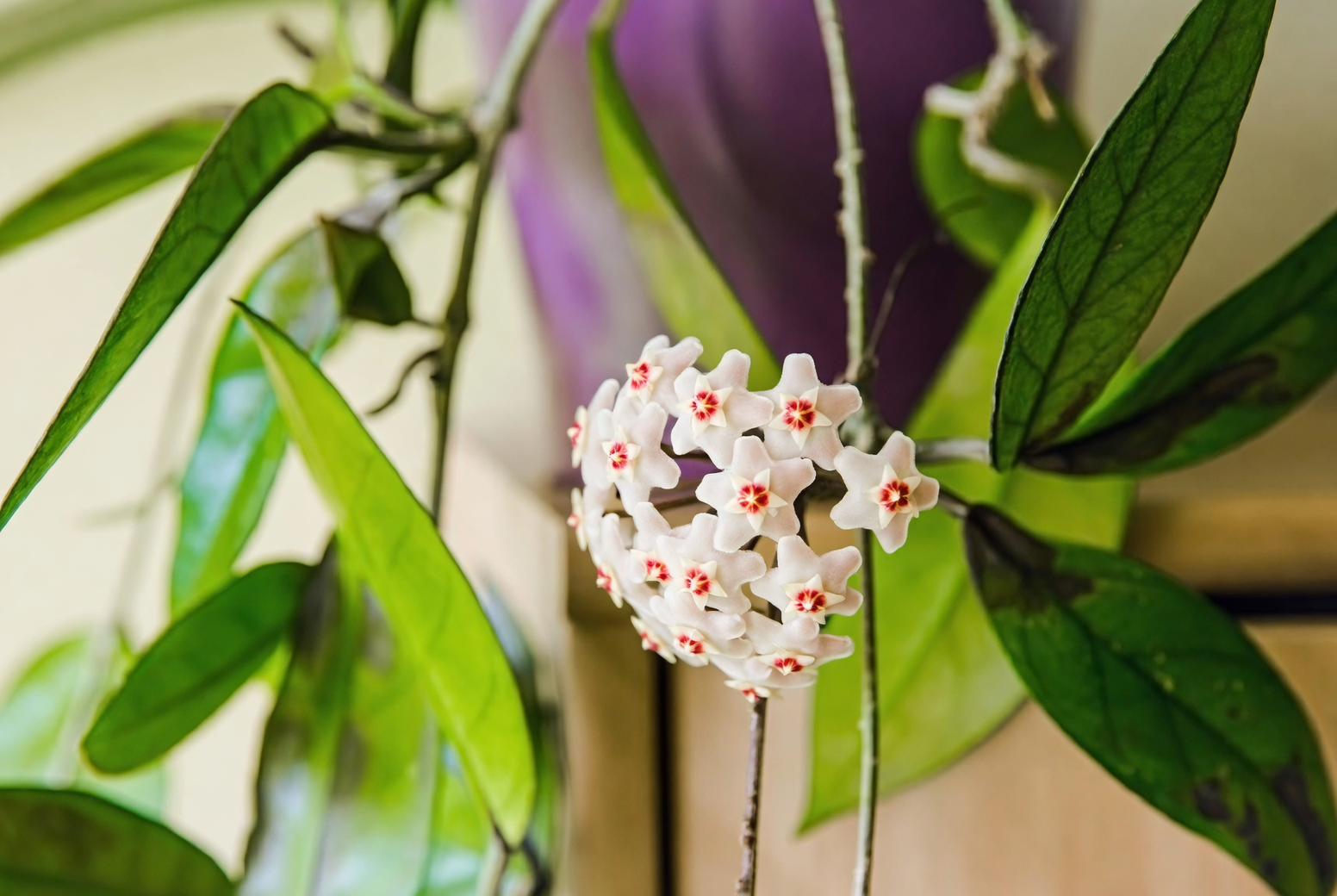 球兰的绿色搭档：与哪些植物最为相配？