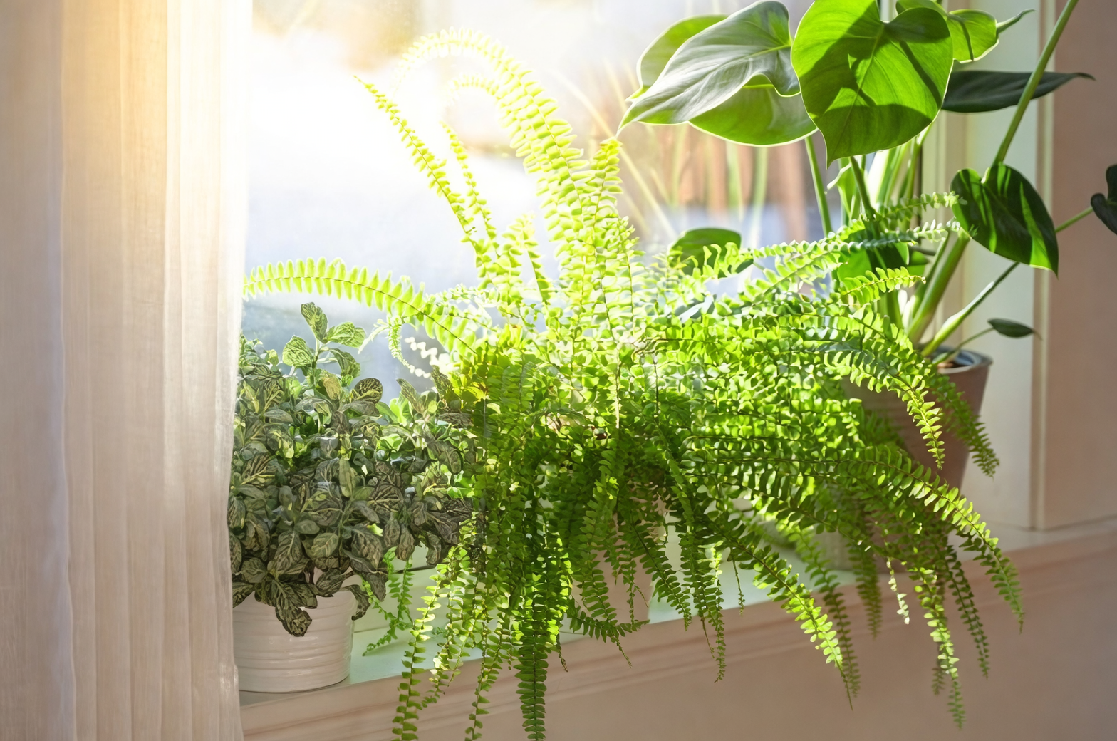 boston fern indoor setting