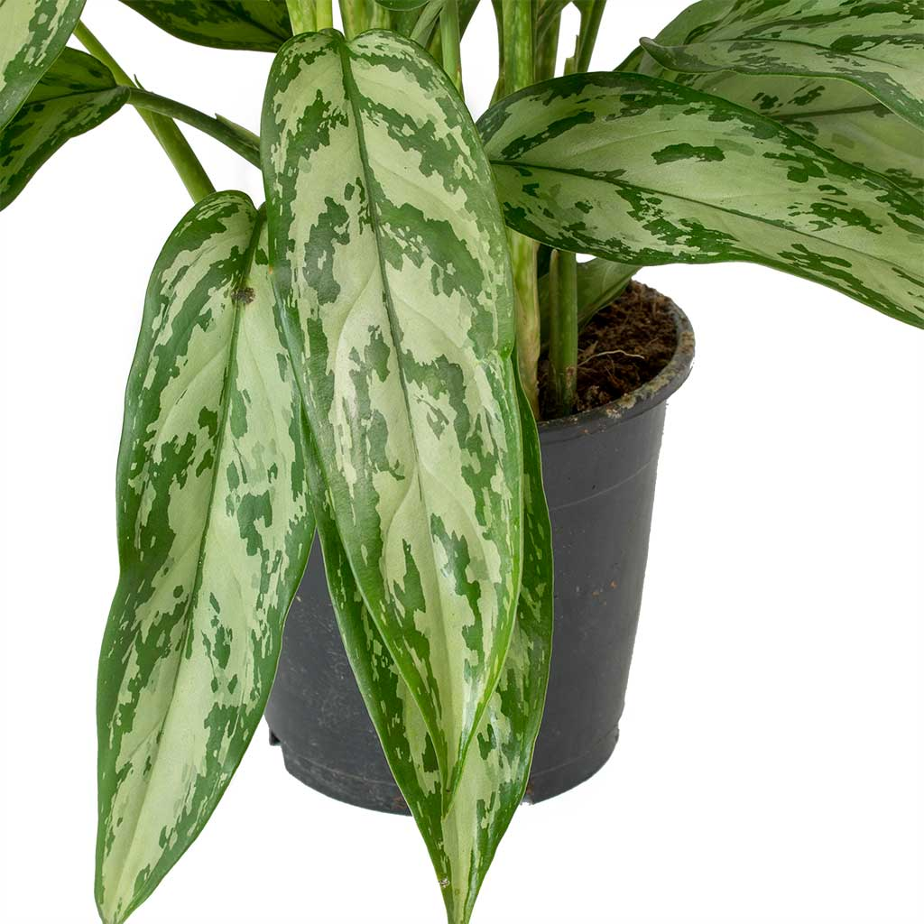 aglaonema silver queen leaves
