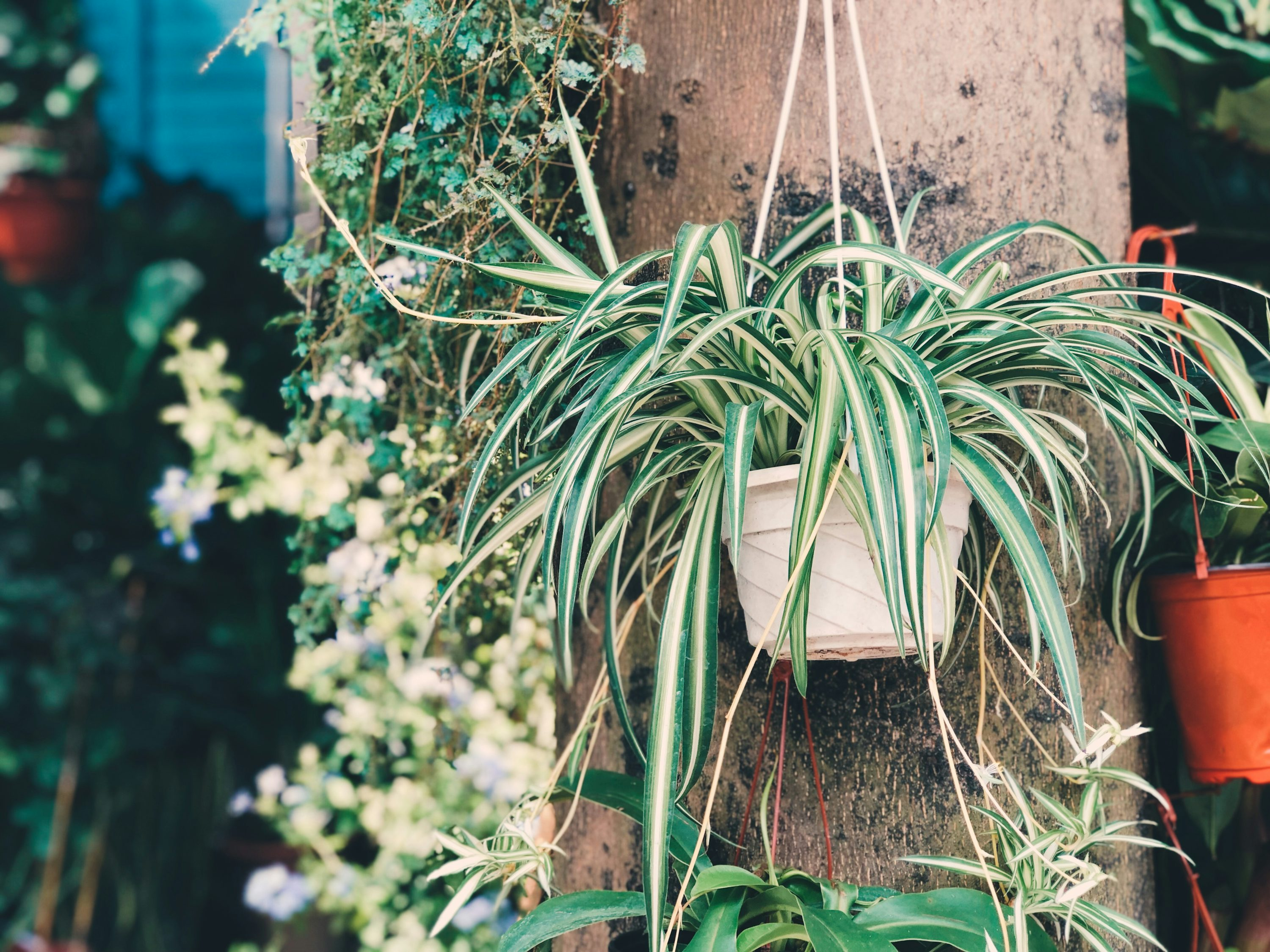 spider plant hanging basket
