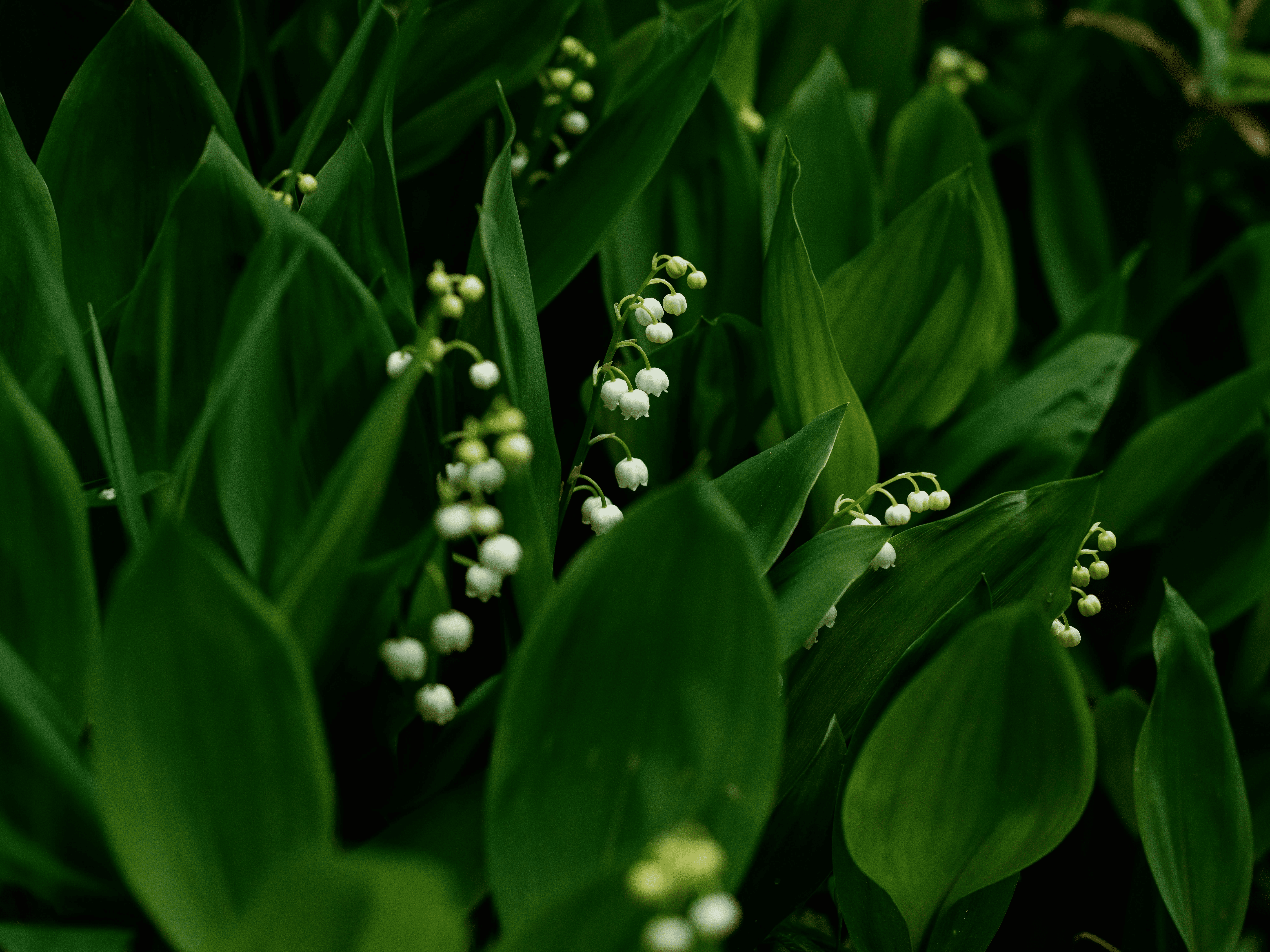 Guardians Against Garden Invaders: Troubleshoot Common Lily of the Valley Problems