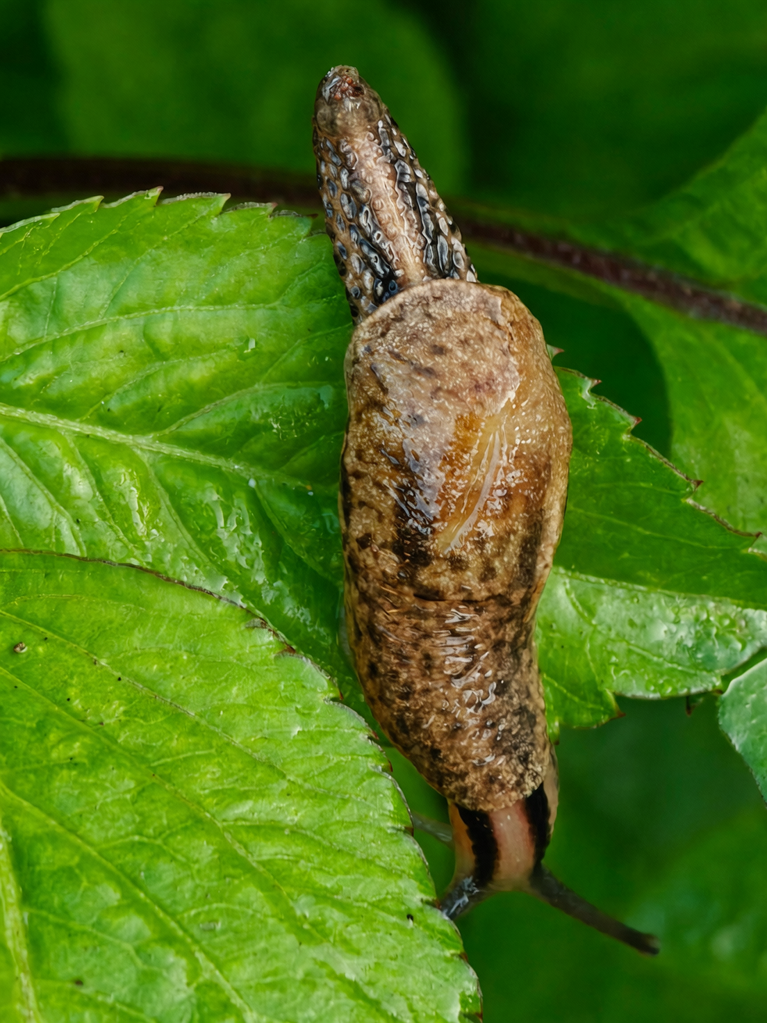 slug on lily of the valley leaf