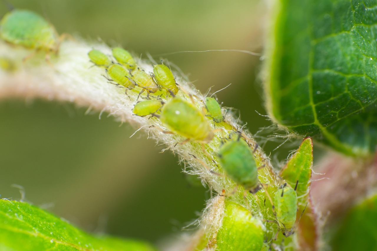 aphids on plant stem close-up
