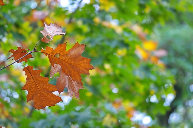 rust on plant leaves