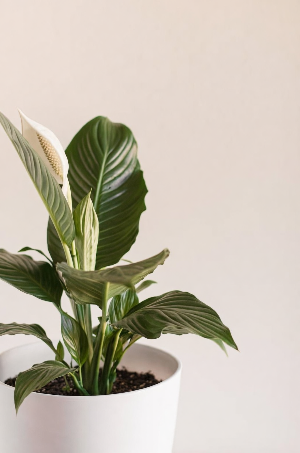 Transform Your Home with Peace Lilies: The Ultimate Guide to Indoor Styling
