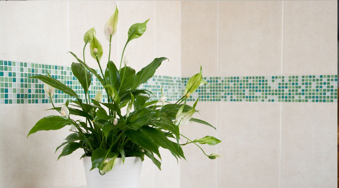 peace lily bathroom humidity