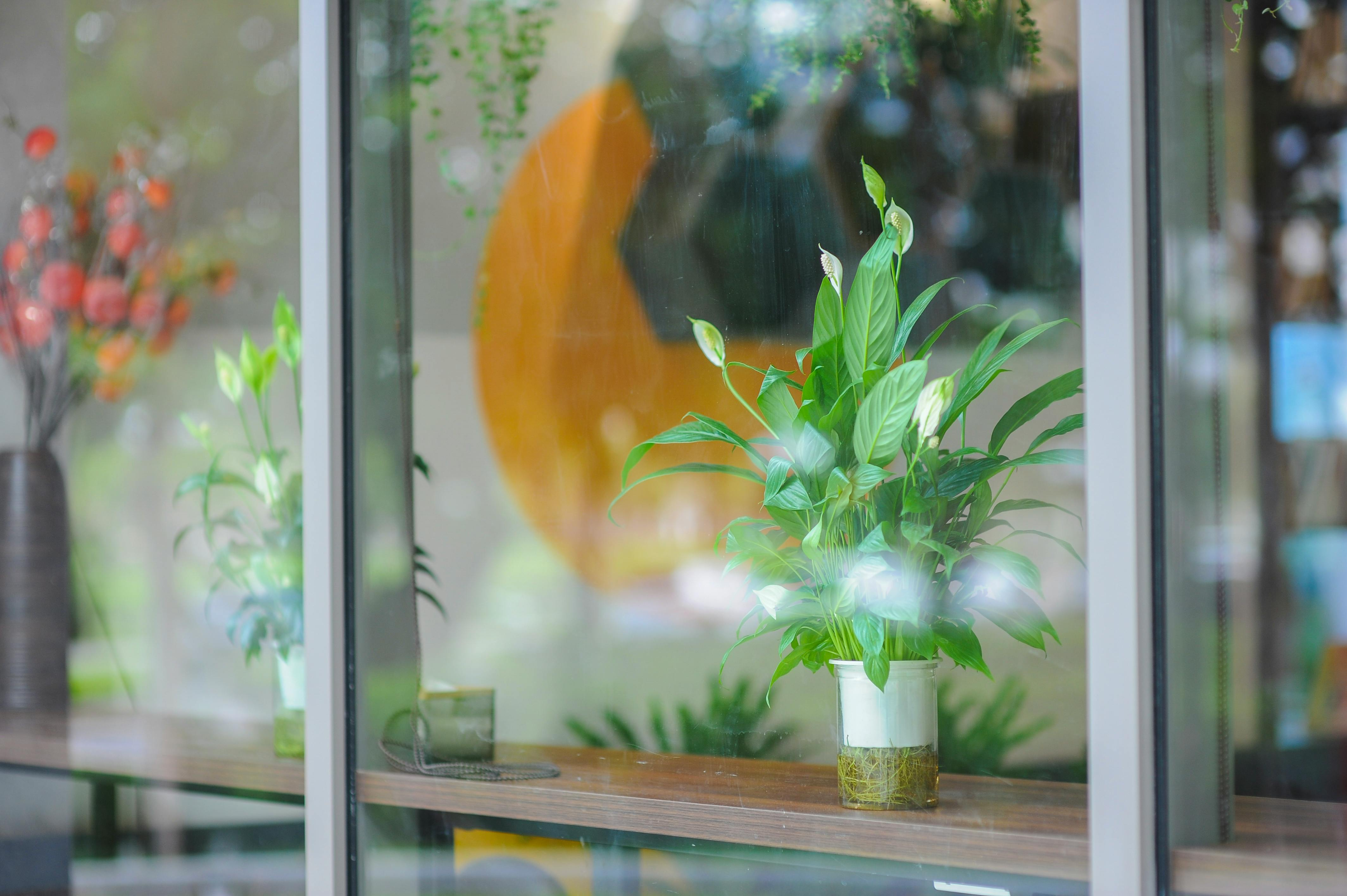 peace lily in decorative pot