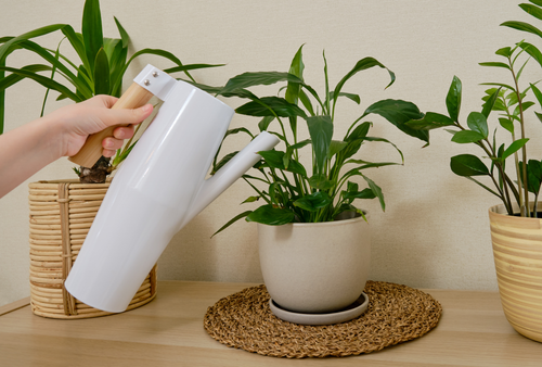 watering peace lily plant