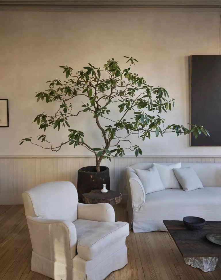Stylish Spaces: Integrating the Money Tree into Your Interior Design