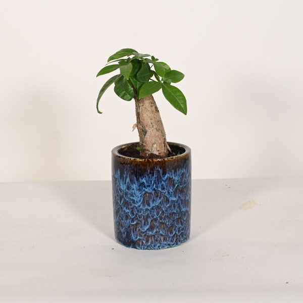 money tree in ceramic pot