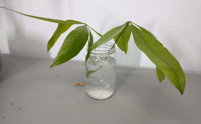 money tree water propagation jar