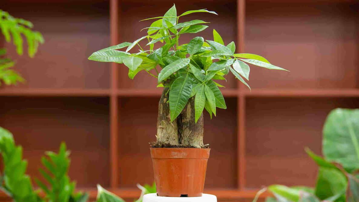 Companion Planting: Finding the Perfect Matches for Your Money Tree