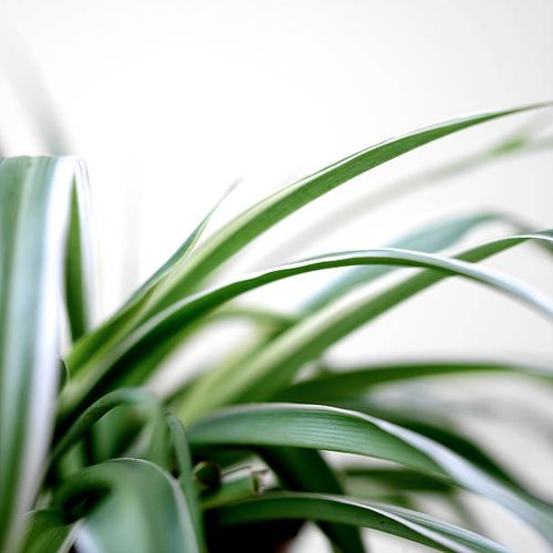 spider plant close-up