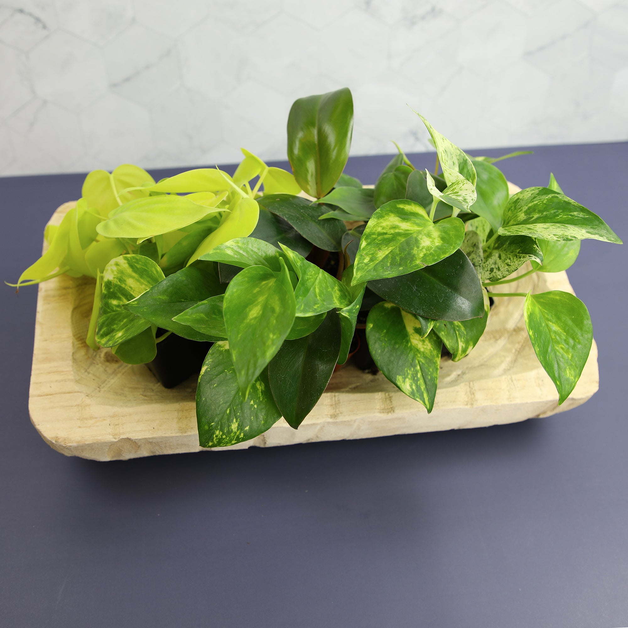 pothos trailing vines