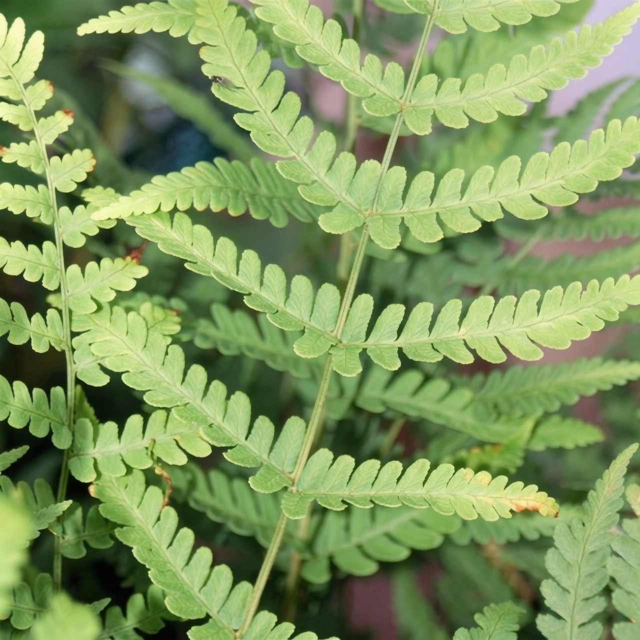 fern foliage close-up