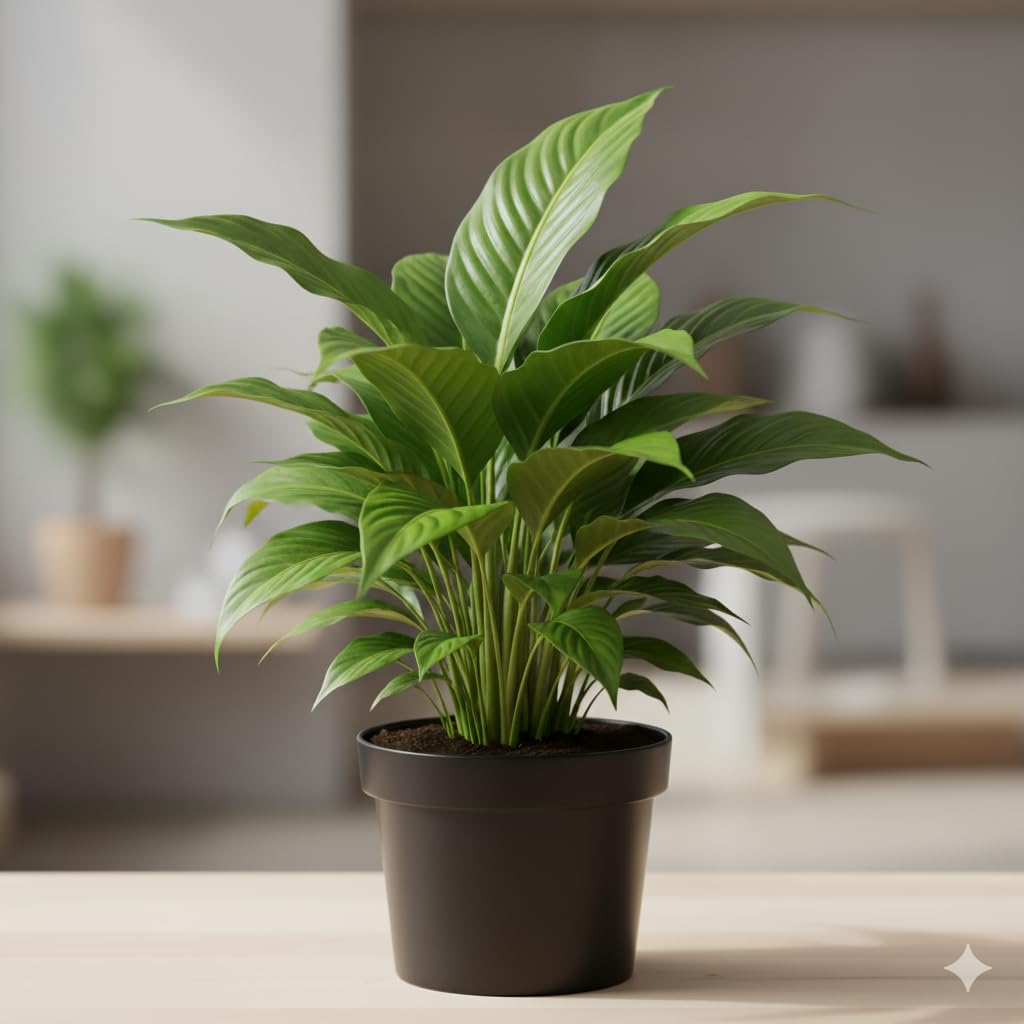 peace lily indoor living room