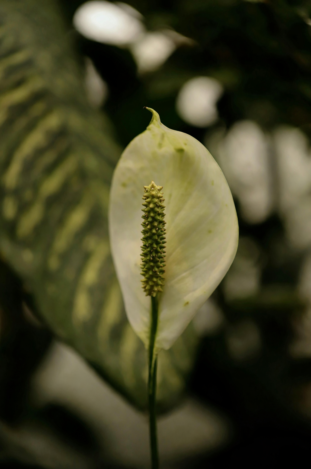 peace lily flower close-up