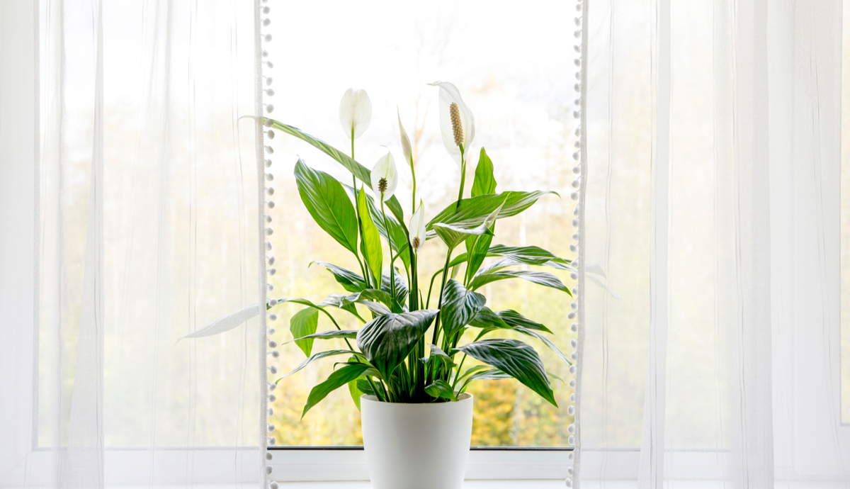 peace lily in home office