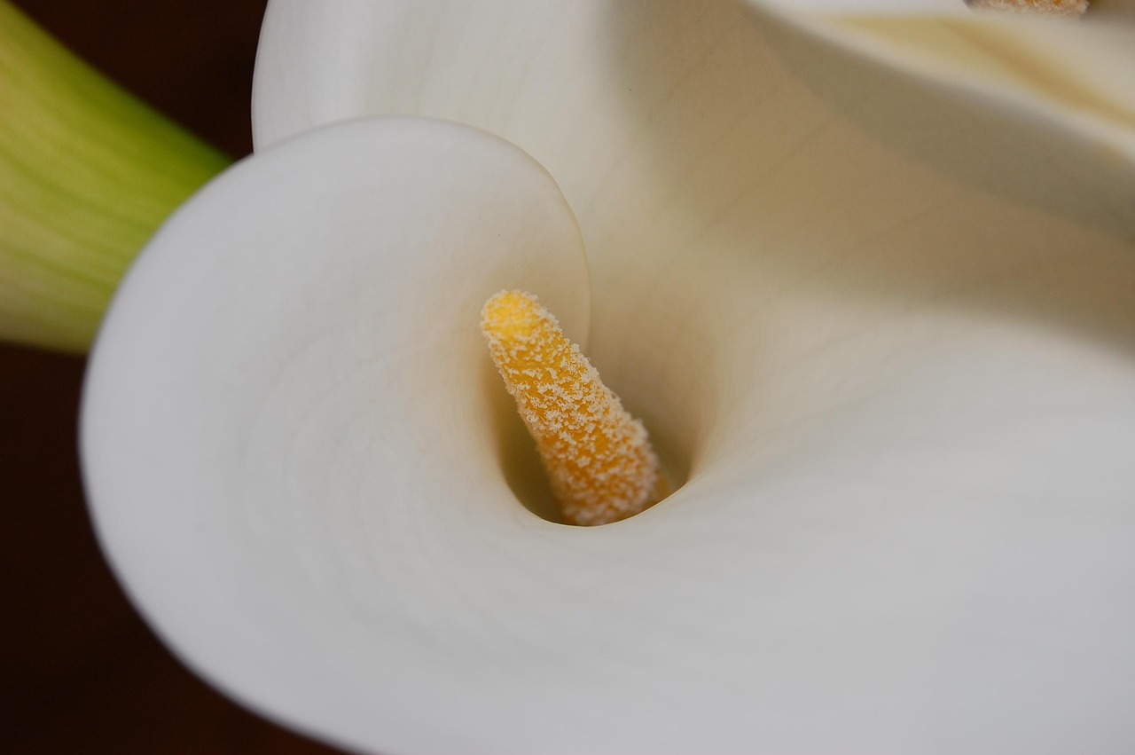 peace lily flower close-up