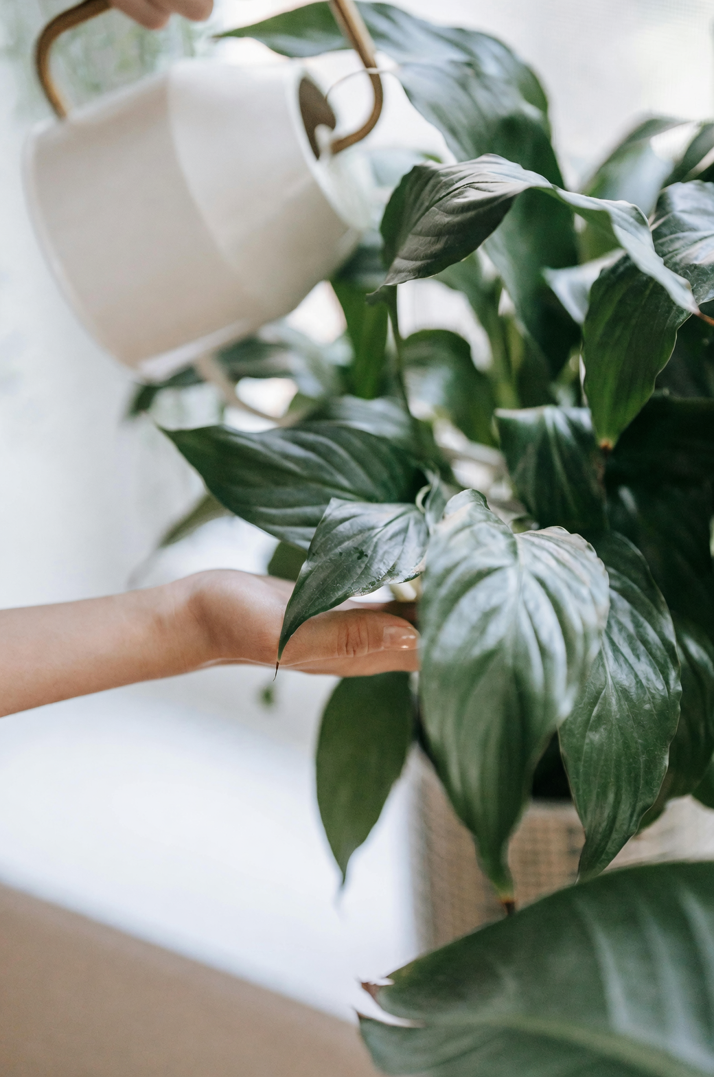 peace lily care indoor