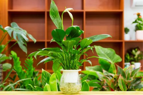 peace lily on study desk