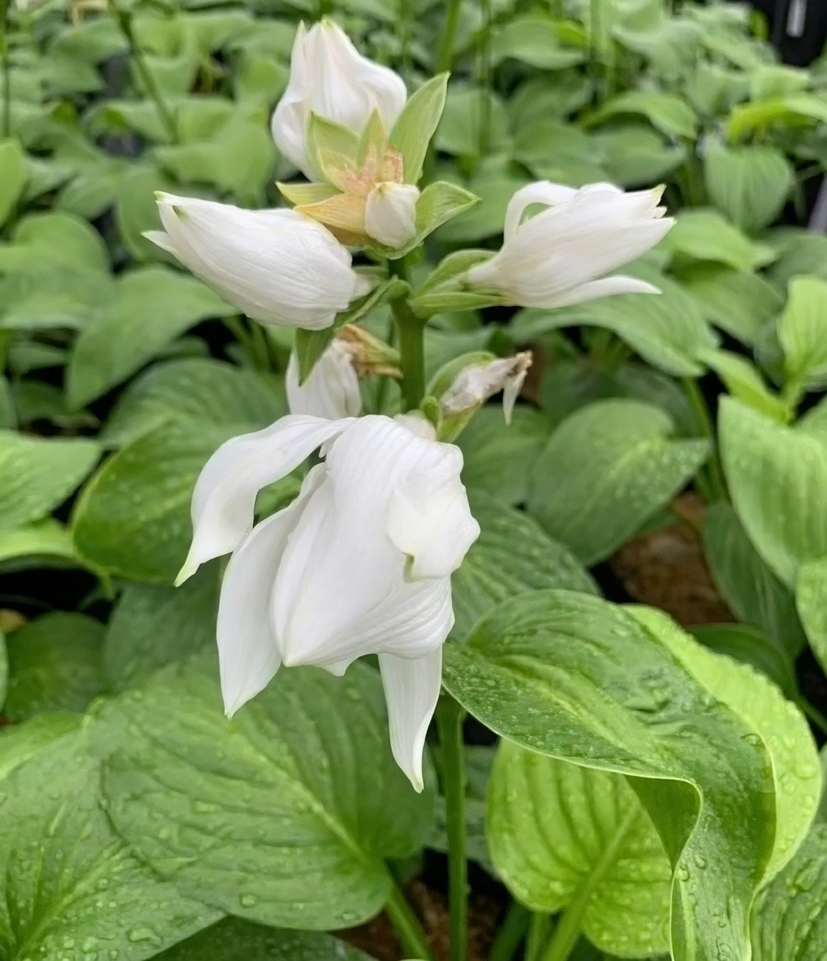 玉簪的最佳搭档：阴生植物的完美组合