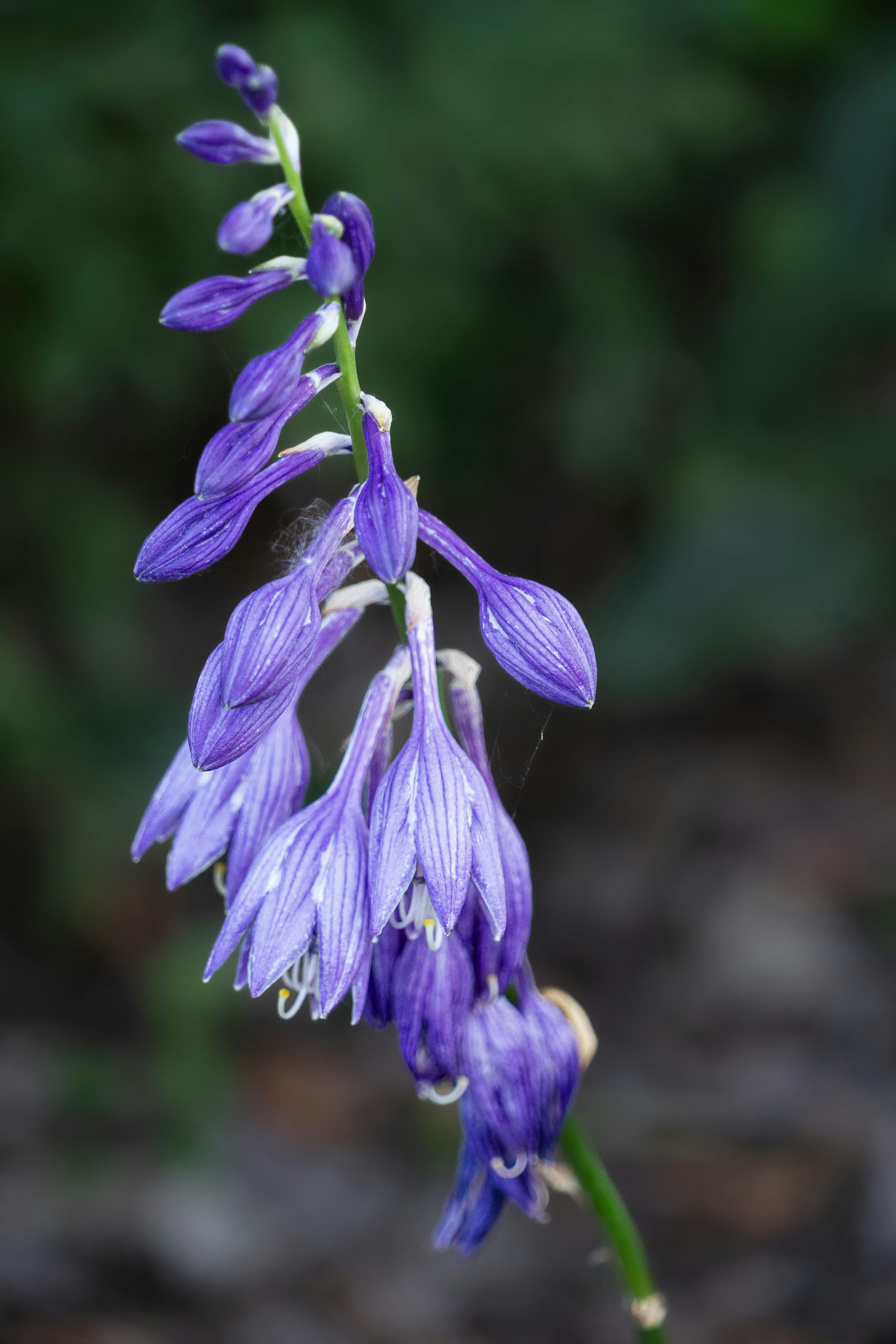 saxifraga and hosta garden