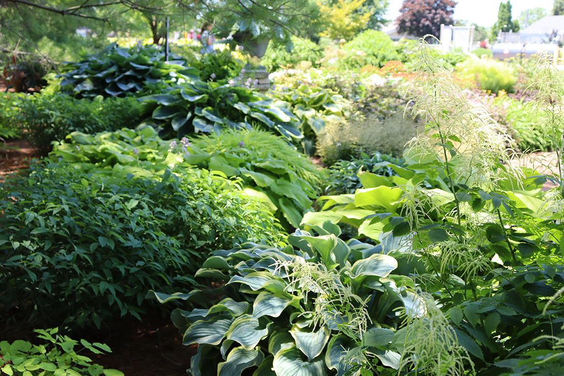 shade garden with hosta