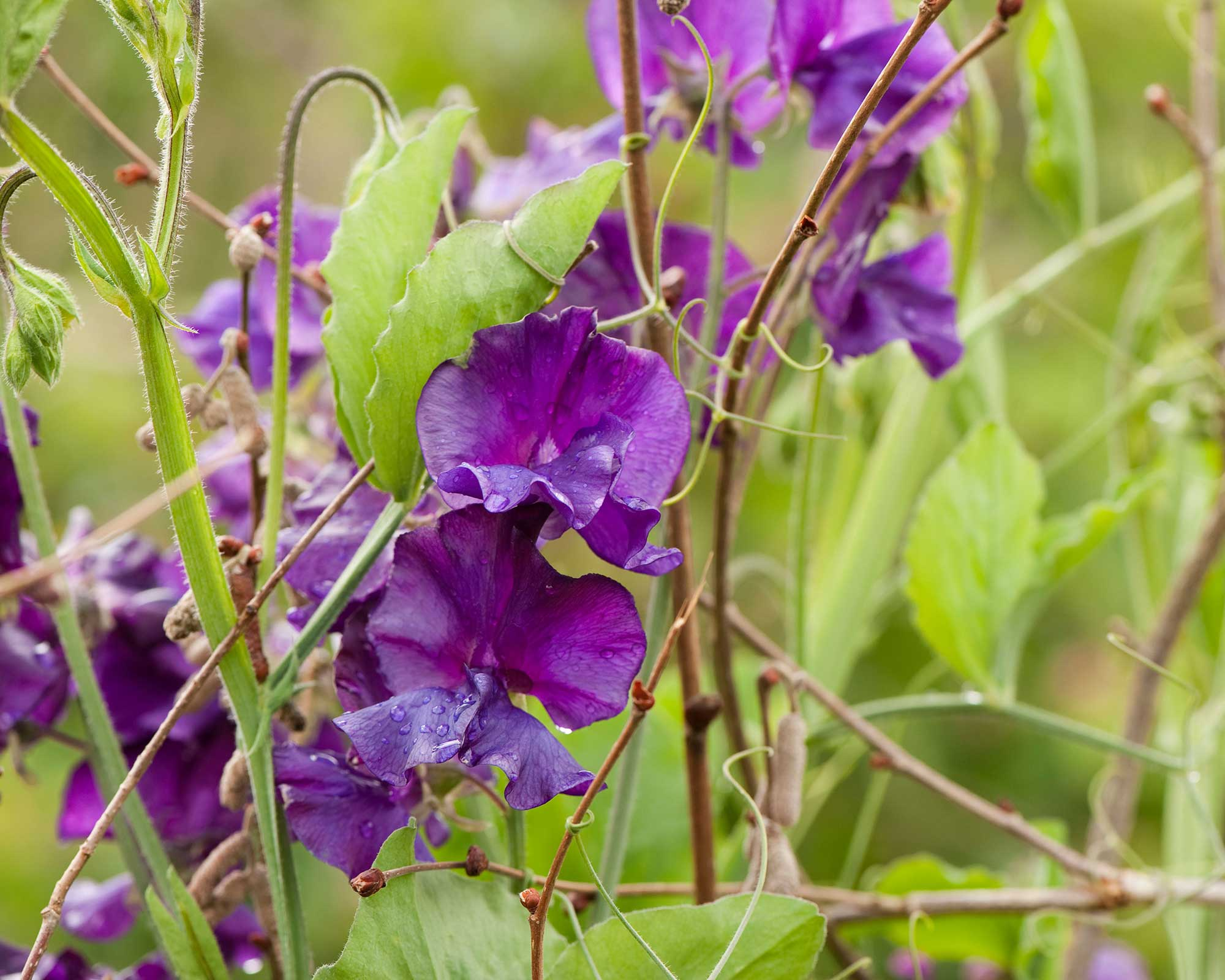 historical sweet pea varieties