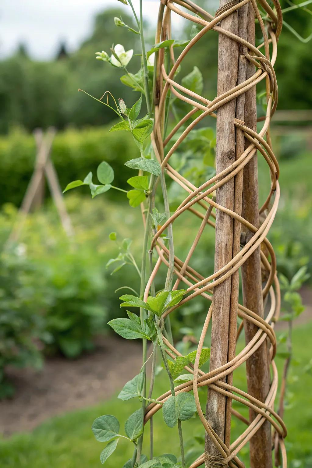 sweet pea climbing trellis