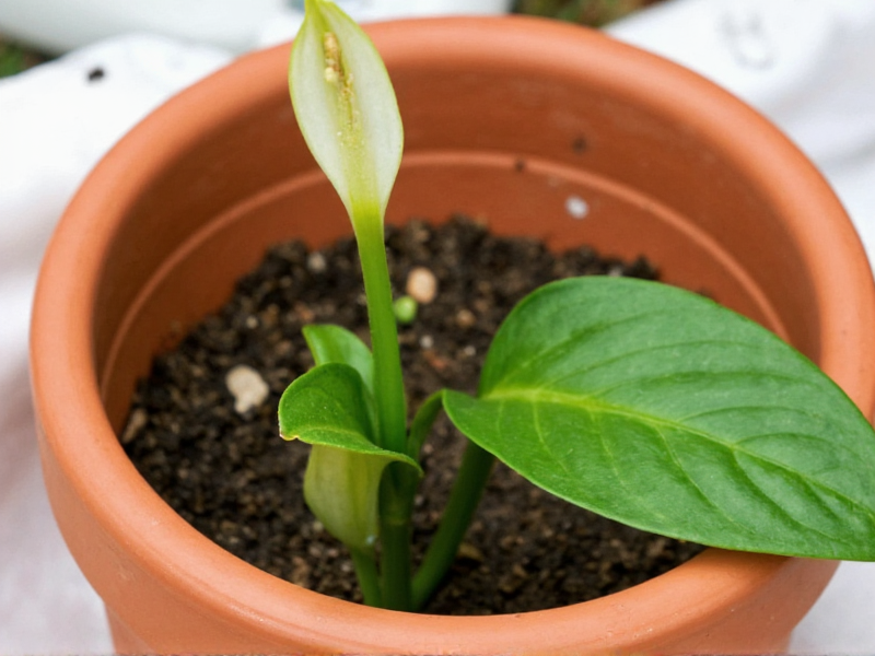 peace lily pot drainage holes