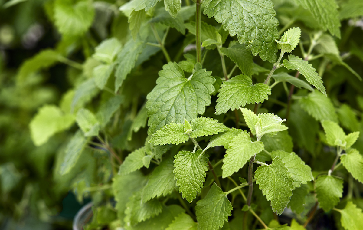 From Europe to Your Garden: The Fascinating Journey of Catnip