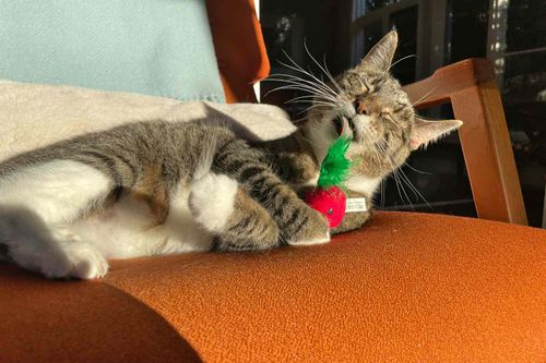 cat playing with catnip toy