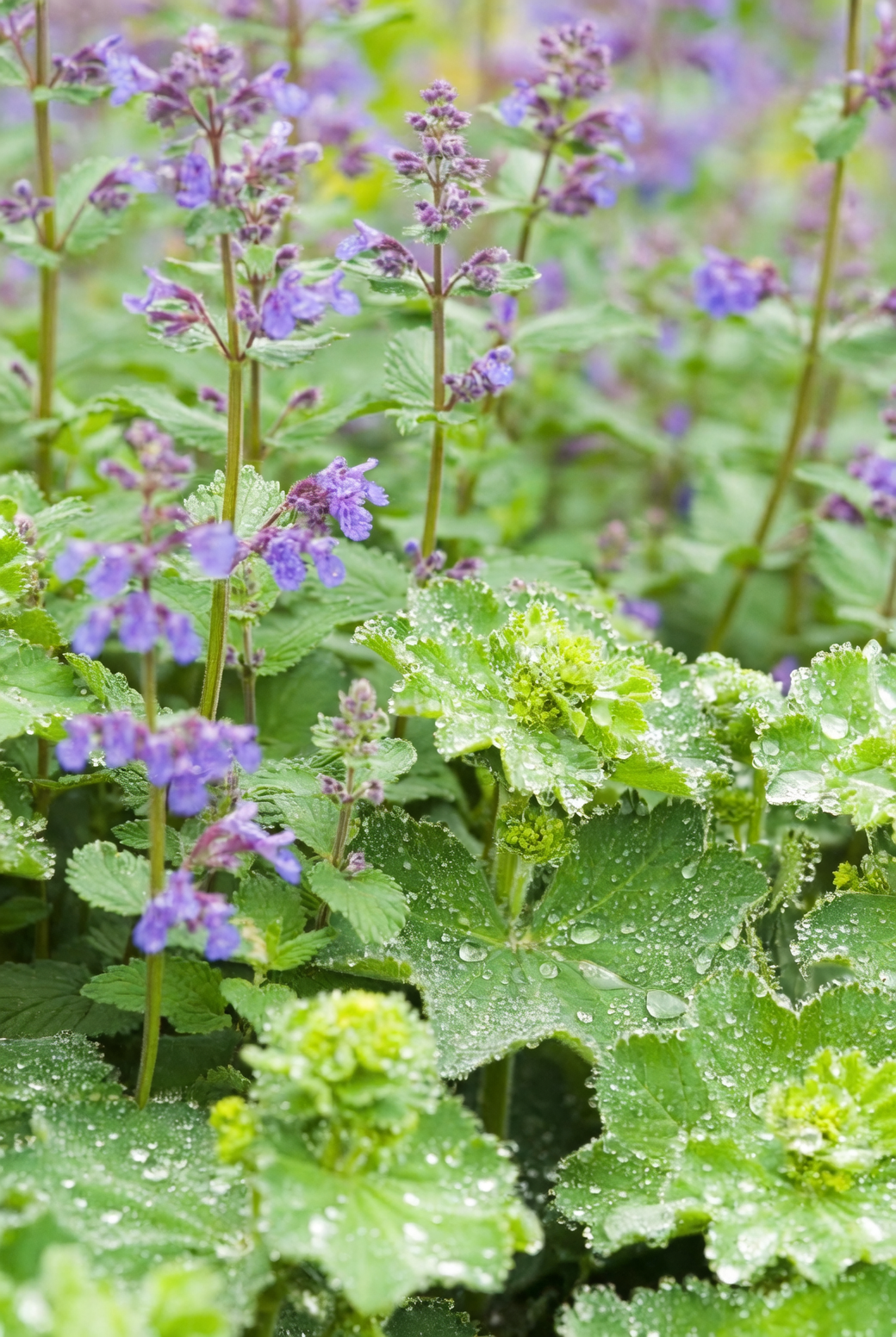 Propagation Masterclass: Growing Catnip from Seeds to Cuttings