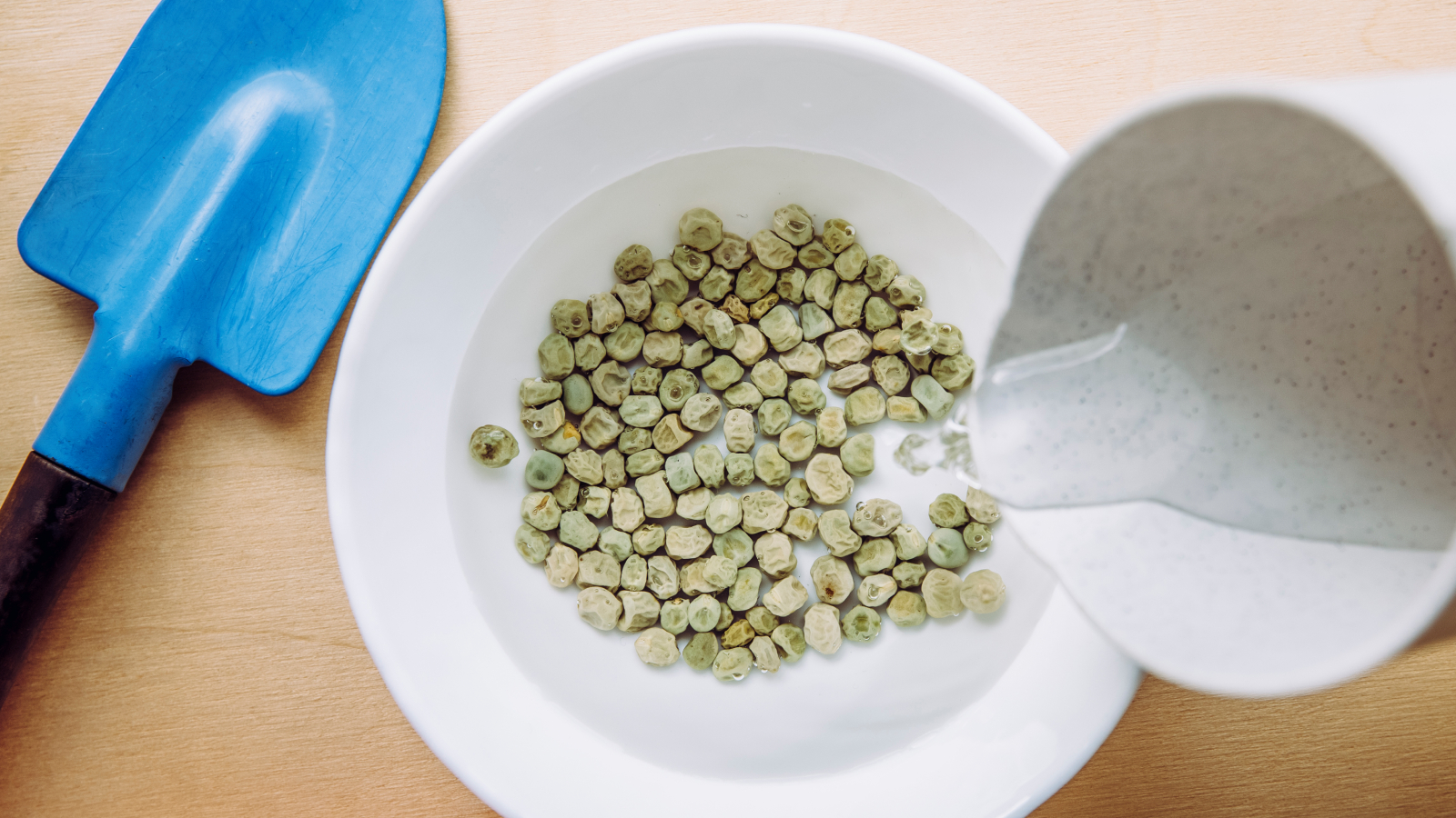 catnip seeds soaking