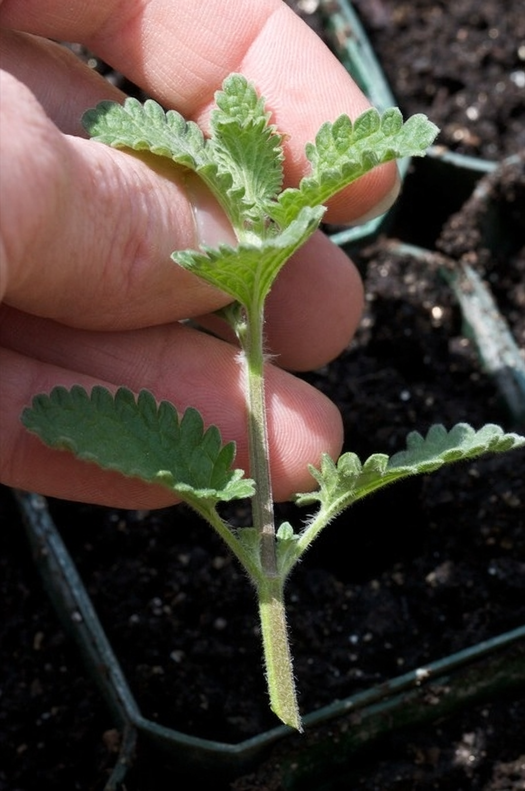 catnip stem cutting preparation