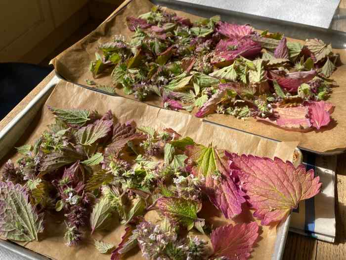 drying catnip stems