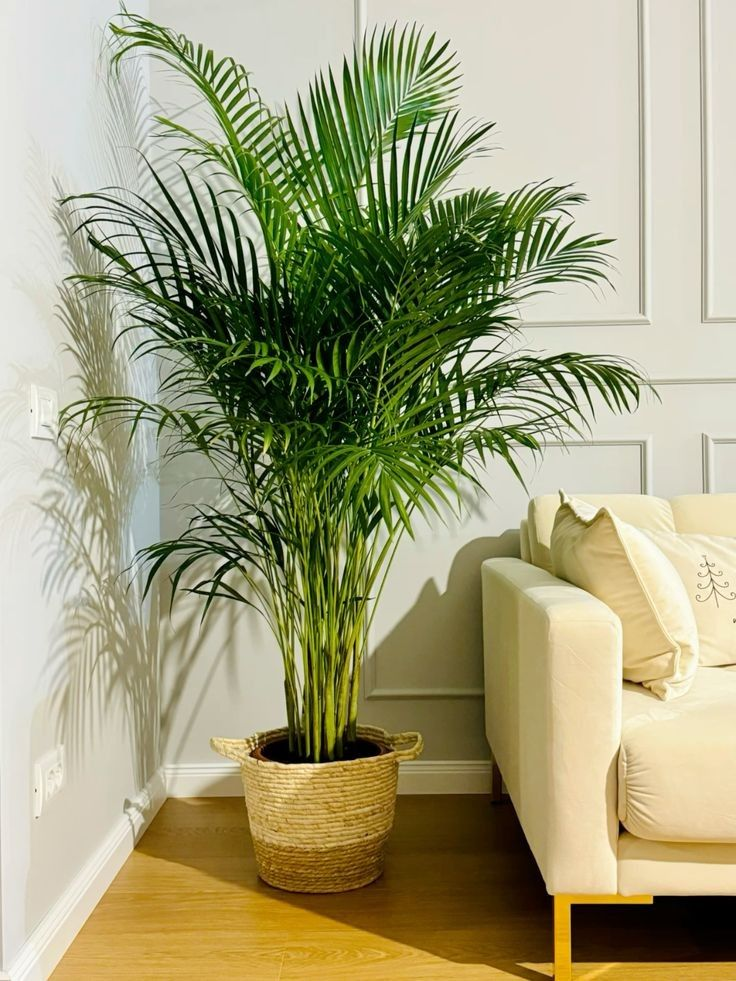 The Areca Palm’s Perfect Environment: A Guide to Thriving Indoors