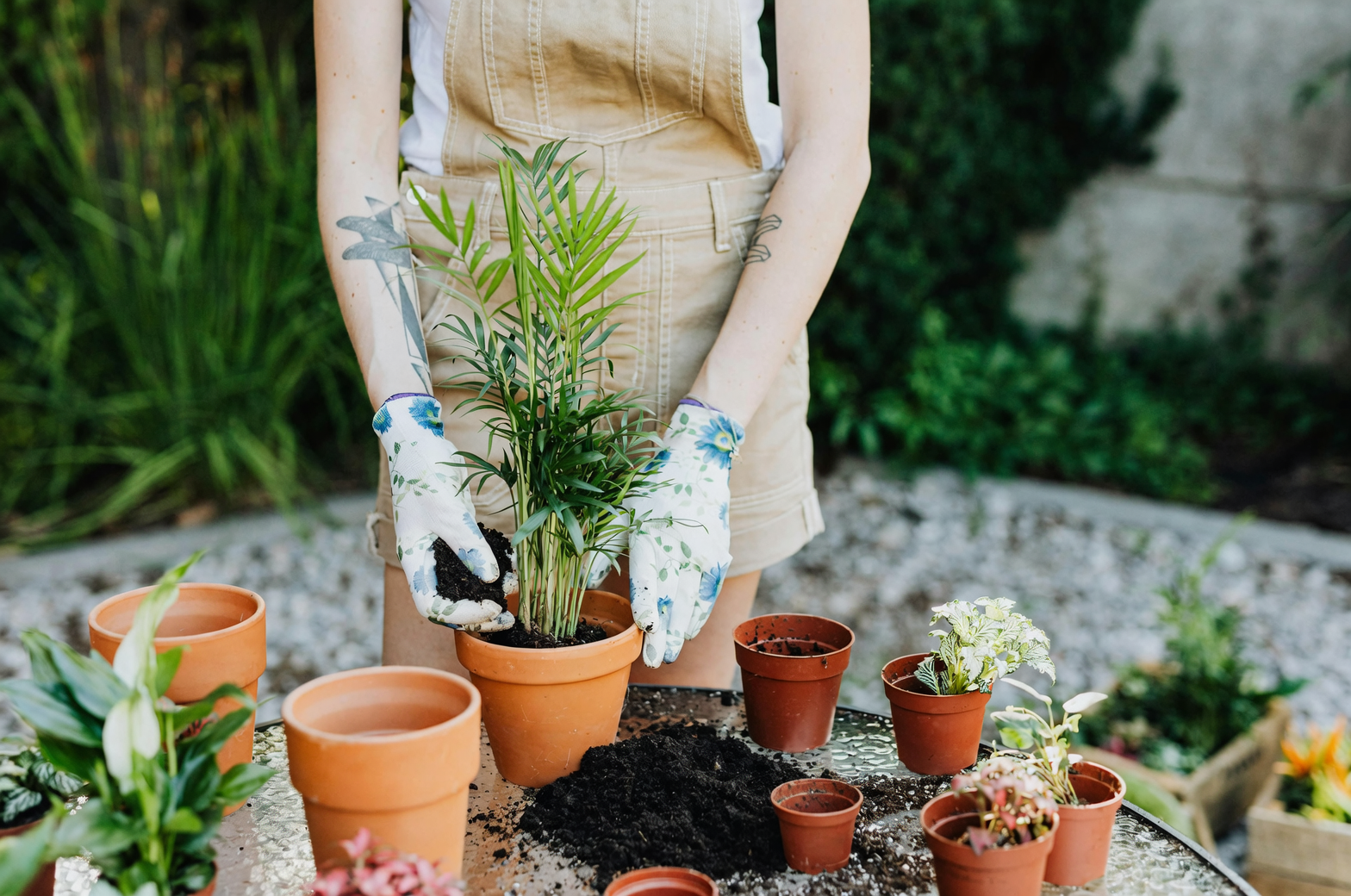 areca palm soil mix