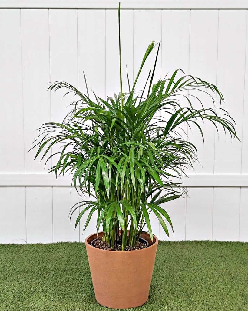 From Madagascar to Your Living Room: The Journey of the Areca Palm