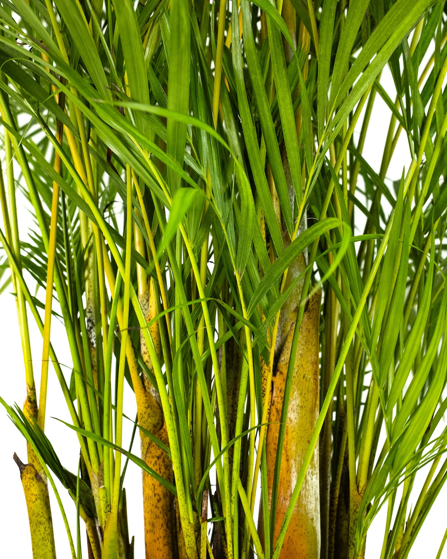 areca palm golden cane close-up