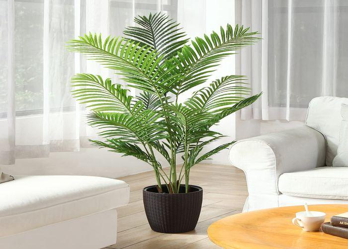 areca palm in living room decor