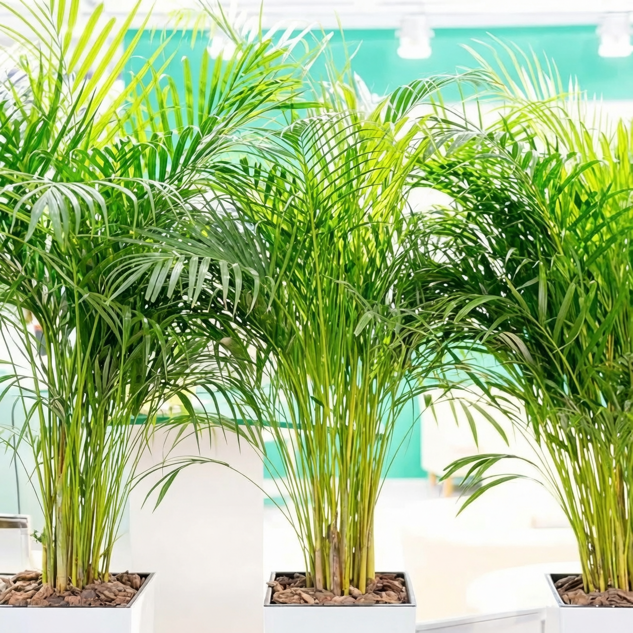 areca palm indoor care watering