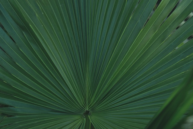 areca palm bamboo-like stems