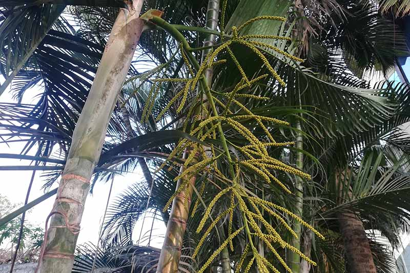areca palm outdoor tall growth