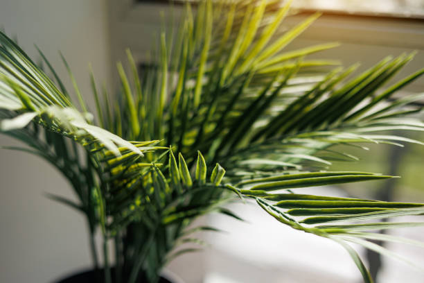 areca palm air purification