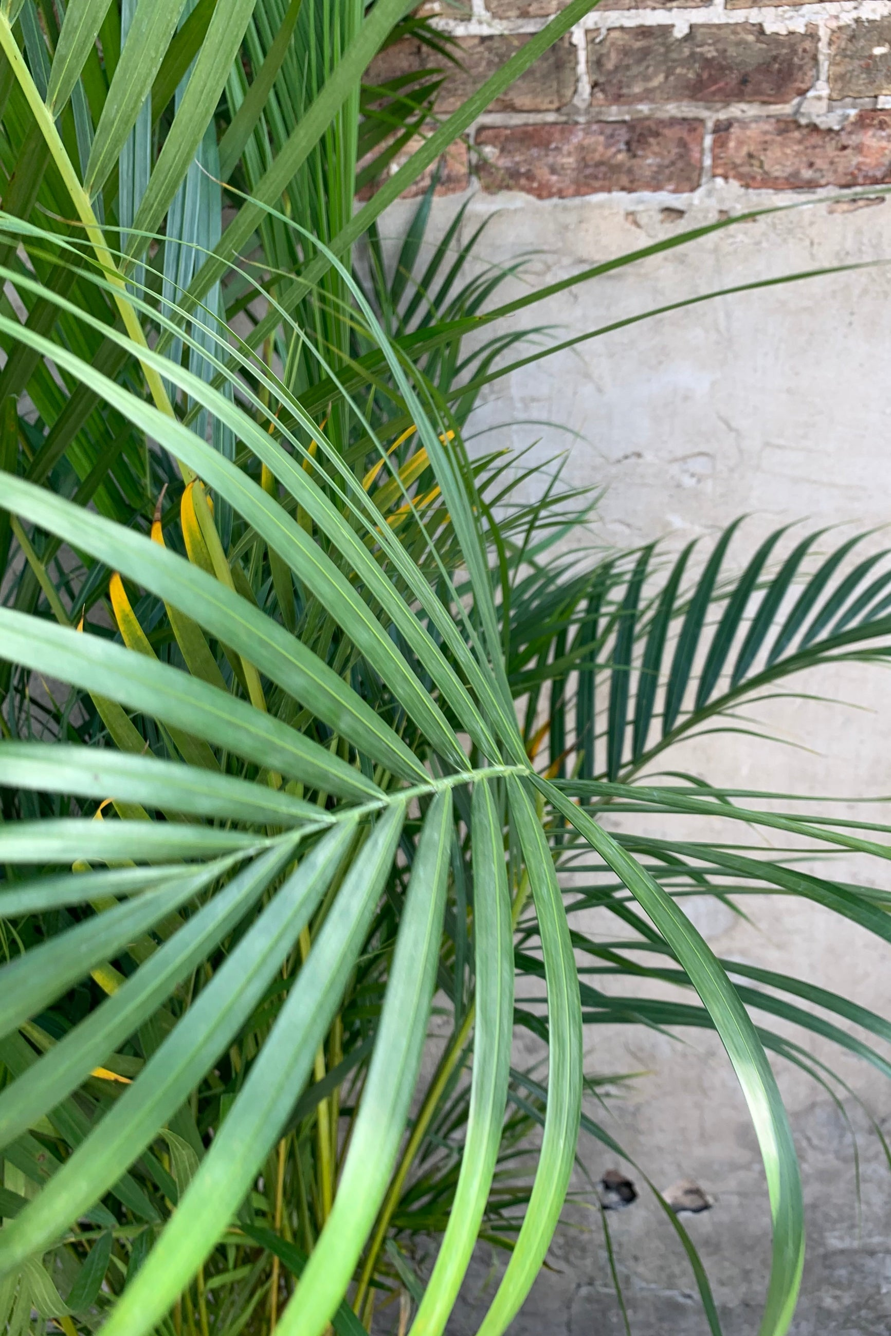 areca palm fronds close-up